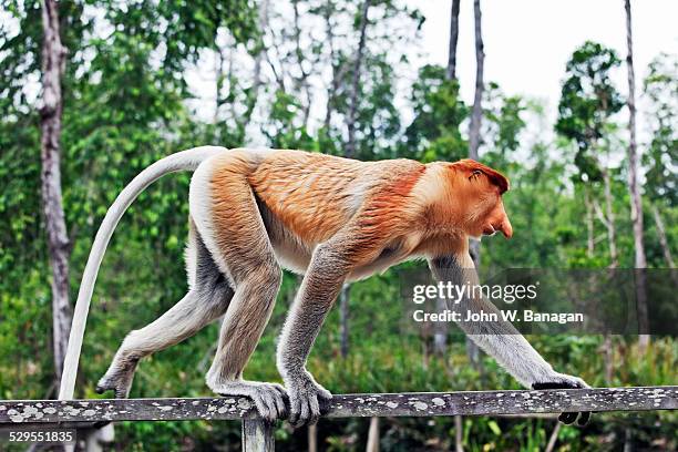 proboscis monkey - proboscis monkey stock pictures, royalty-free photos & images