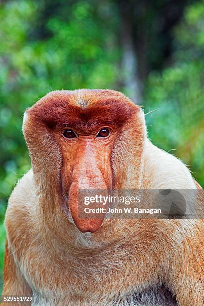 661 Proboscis Monkey Habitat Stock Photos, High-Res Pictures, and ...