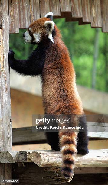 Lesser Panda Standing 18 Lesser Panda Stands On Hind Legs In Japan Zoo Stock Photos, High-Res ...