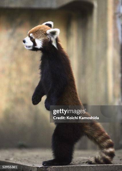 Lesser Panda Stands On Hind Legs In Japan Zoo Lesser Panda Stands On Hind Legs In Japan Zoo