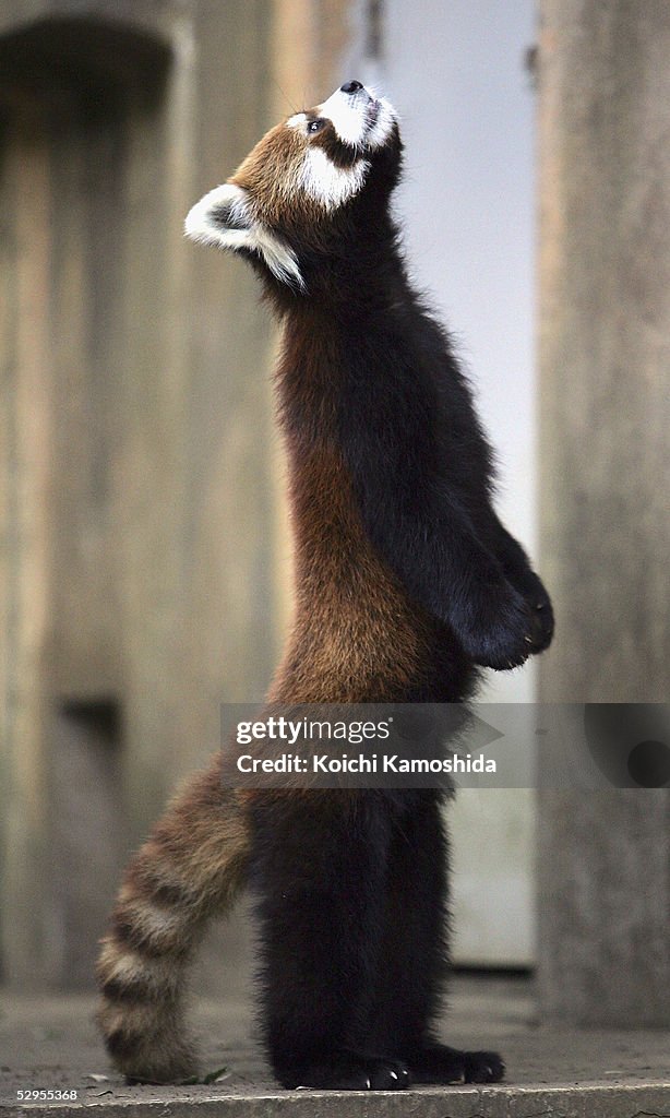 Lesser Panda Standing A lesser or red panda stands on its hind legs at Chiba Zoological ...