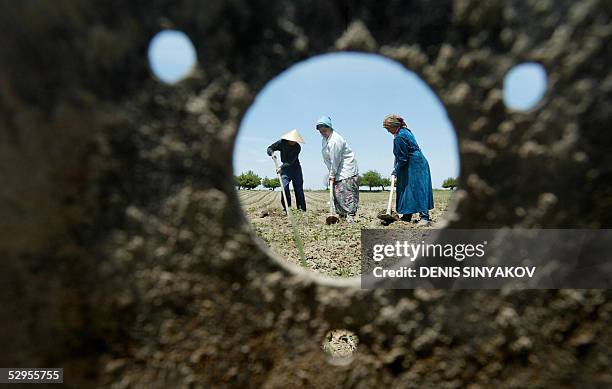 Uzbek farmers are seen through a hoe as, Nachrichtenfoto