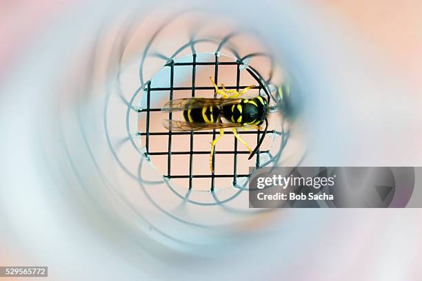 yellowjacket in a tube - hershey stock pictures, royalty-free photos & images