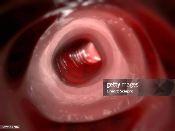 healthy large intestine, artwork - organinneres stock-fotos und bilder