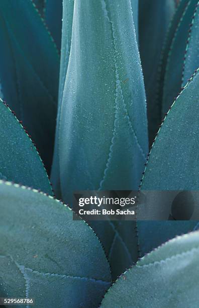 agave plant - agave stock pictures, royalty-free photos & images