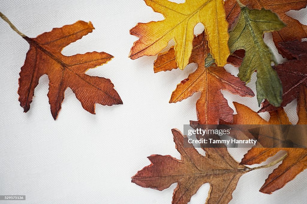 Autumn Oak Leaves
