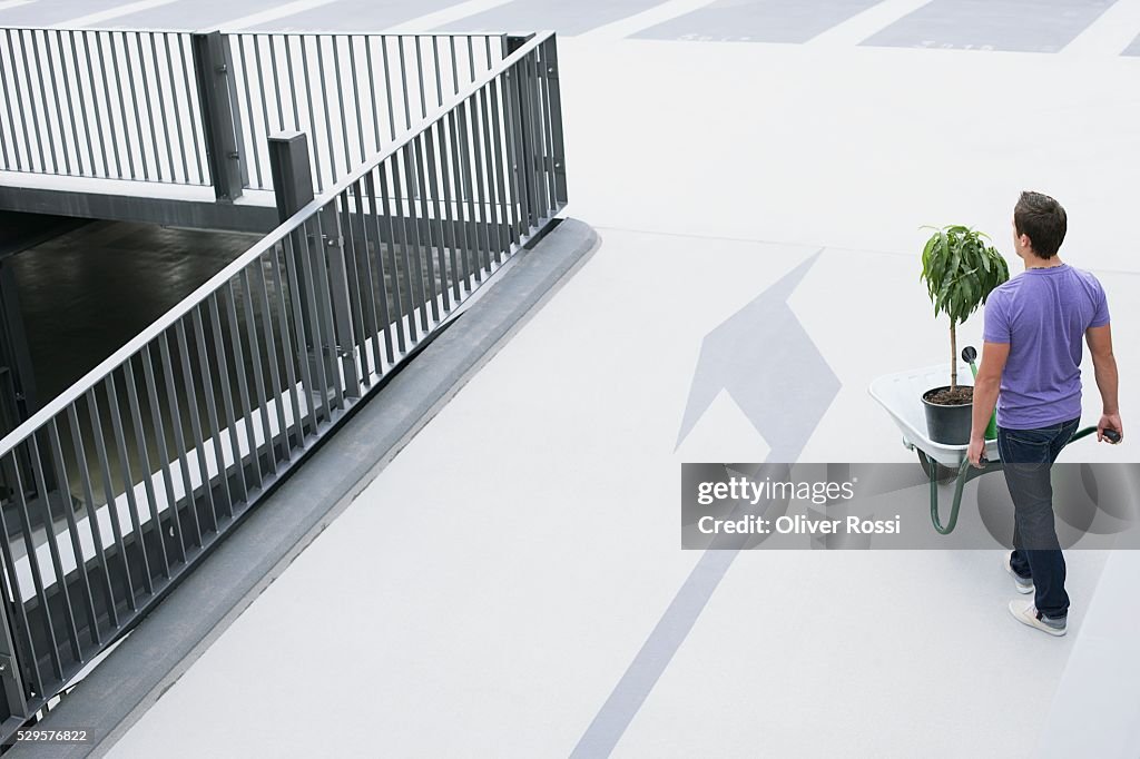 Man Wheeling Tree in Wheelbarrow