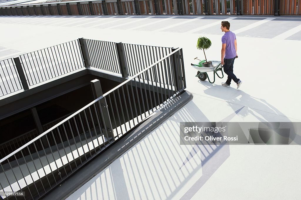 Man with Potted Plant in Wheelbarrow