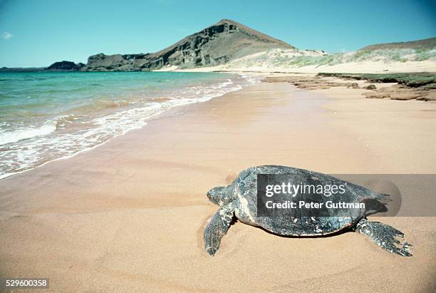 loggerhead turtle on beach - loggerhead turtle stock pictures, royalty-free photos & images