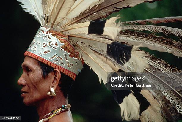 iban warrior wearing headdress of feathers - iban stock pictures, royalty-free photos & images