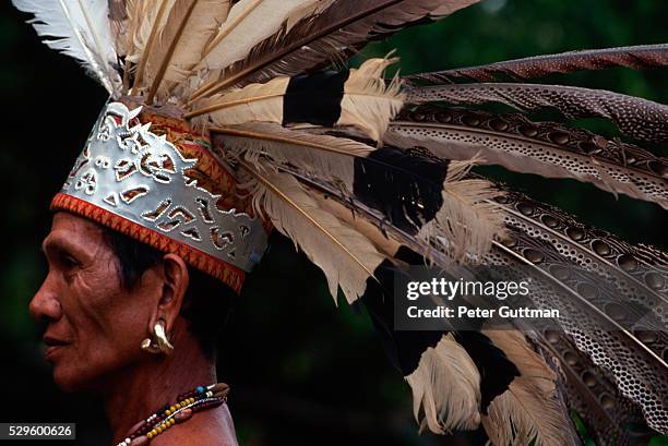 iban warrior wearing headdress of feathers - iban stockfoto's en -beelden
