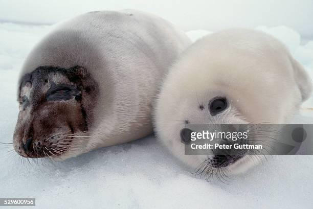 harp seal pups in the snow - harp seal stock pictures, royalty-free photos & images