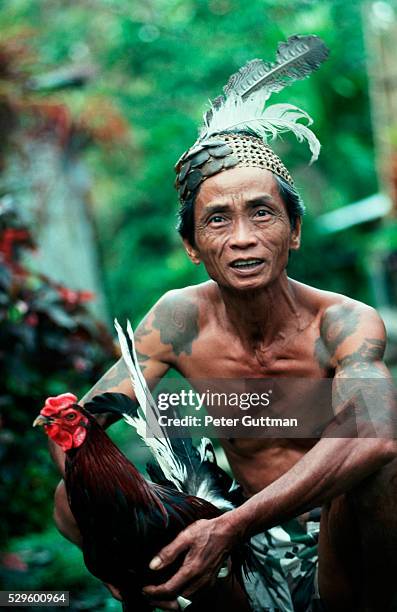 iban warrior with rooster - iban stockfoto's en -beelden