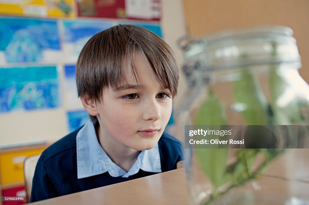 Young school boy (6-7) looking at plant sample placed in jar