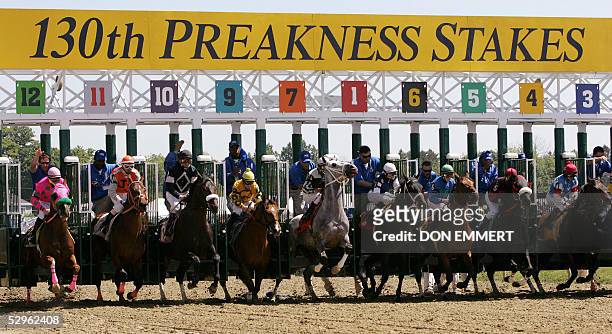 Horses leave the starting gate during the start of the 2nd race at Pimlico race track 21 May in Baltimore, MD. Later today the 130th running of the...