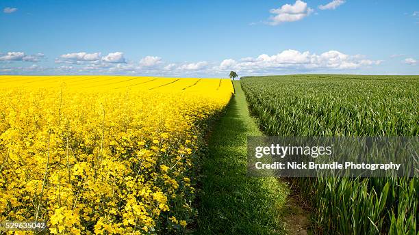 dividing lines - rapsblüte stock-fotos und bilder