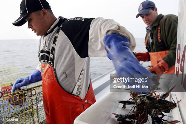 Juan Pedro Umana, deck hand for the Ashley Ann, pulls lobsters out of traps and hands them off to Scott Olszewski, marine biologist with the Rhode...