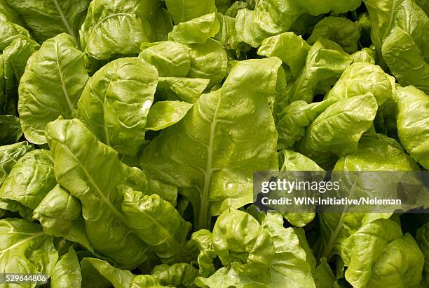 close-up of lettuce - lettuce stock pictures, royalty-free photos & images