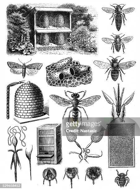 beekeeping - queen bee stock illustrations