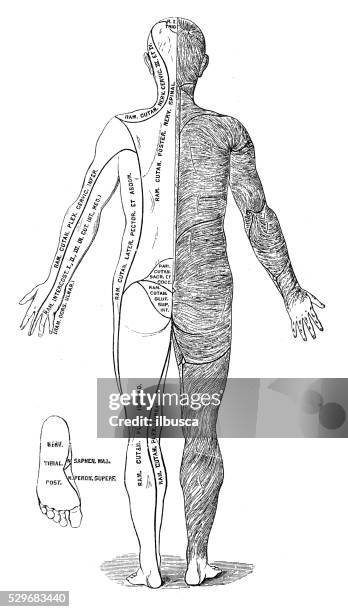 110 Location Of Organs In The Human Body Stock Photos, High Biology Diagrams