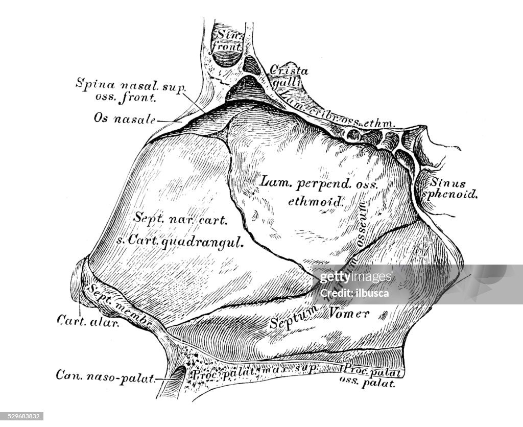 Human anatomy scientific illustrations: Nasal septum