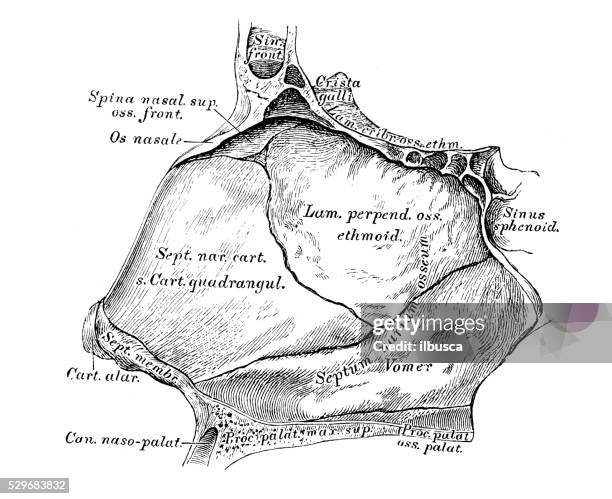 147 Nasal Septum Stock Photos, High Biology Diagrams