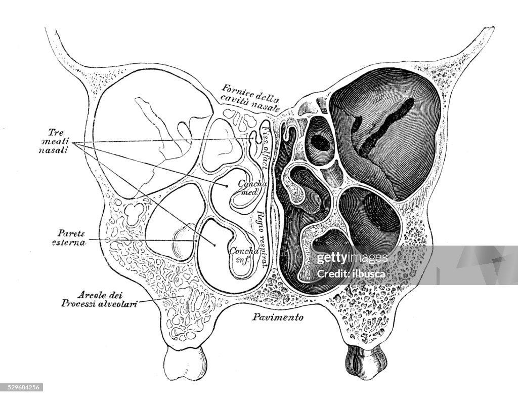Human anatomy scientific illustrations: nose section