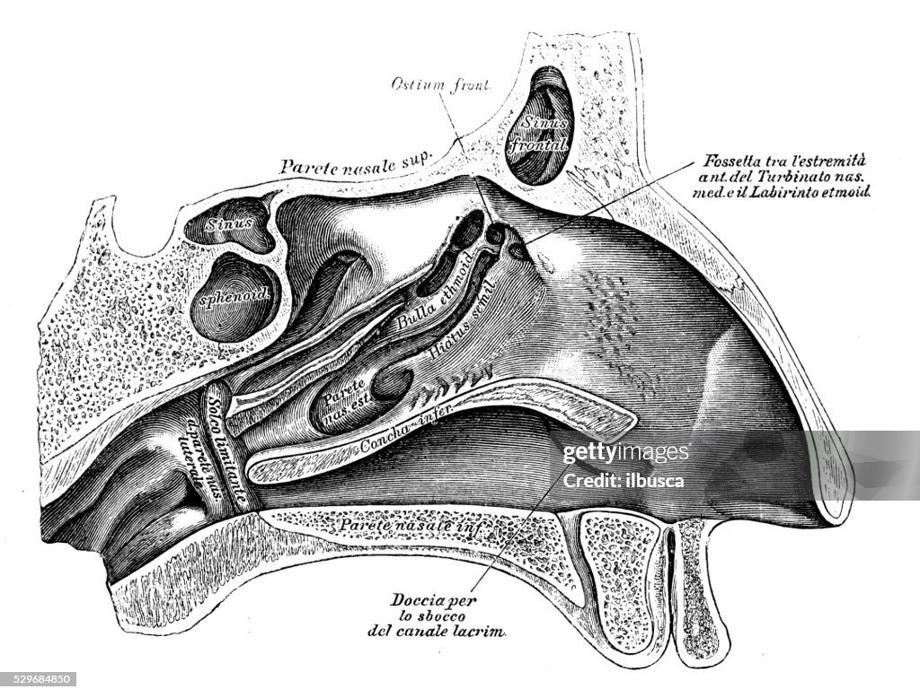 Human anatomy scientific illustrations: nose section