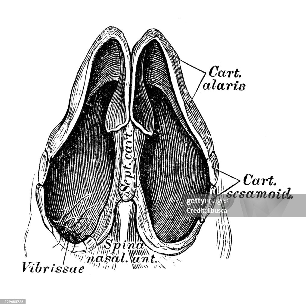 Human anatomy scientific illustrations: nose section