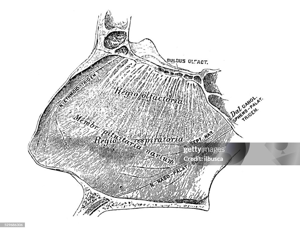 Human anatomy scientific illustrations: nose section