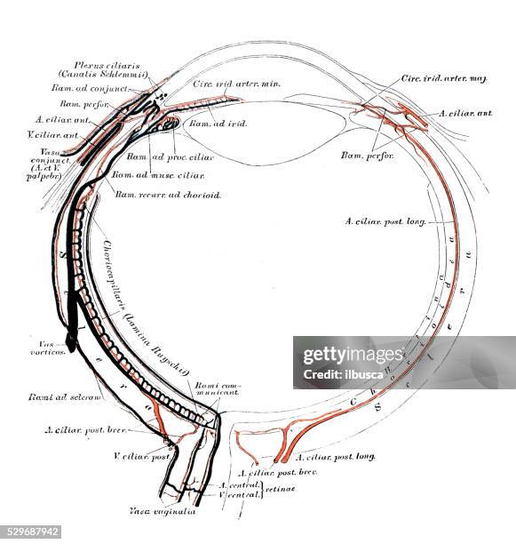 illustrations, cliparts, dessins animés et icônes de illustrations scientifiques de l’anatomie humaine : yeux la section - nerf optique