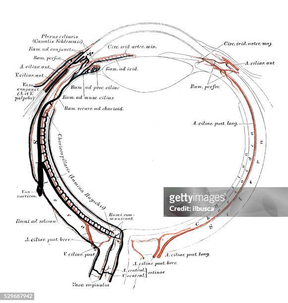 ilustrações, clipart, desenhos animados e ícones de ilustrações científicas da anatomia humana: seção de olhos - nervo ótico