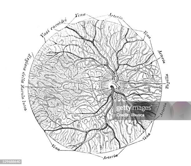 human anatomy scientific illustrations: eye section - human head veins stock illustrations