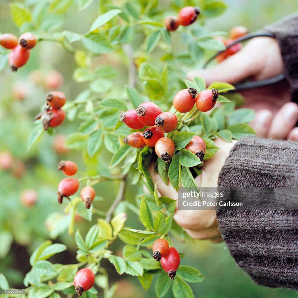 Rose Hips being Picked