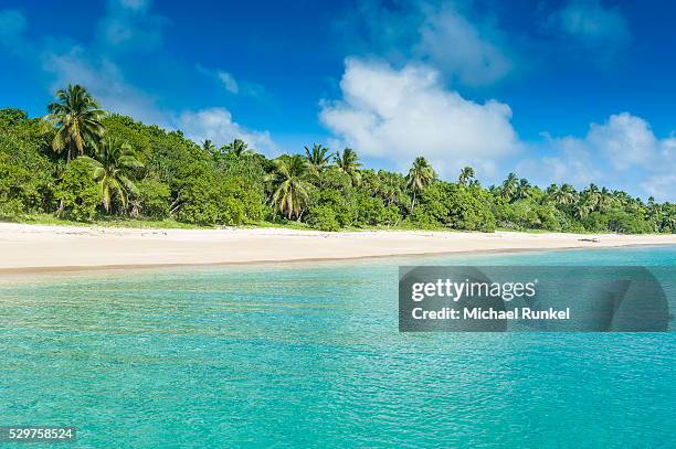 palm fringed white sand beach in haapai, haapai islands, tonga, south pacific, pacific - haapai islands ストックフォトと画像