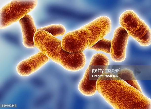 rod shaped bacillus bacteria - anthrax stock pictures, royalty-free photos & images