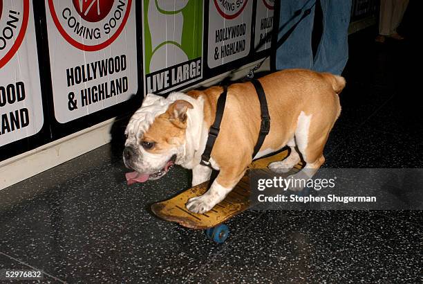 Tyson the Skateboarding Bulldog attends the Premiere of TriStar Pictures "Lords Of Dogtown" at the Mann's Chinese Theater on May 24, 2005 in...