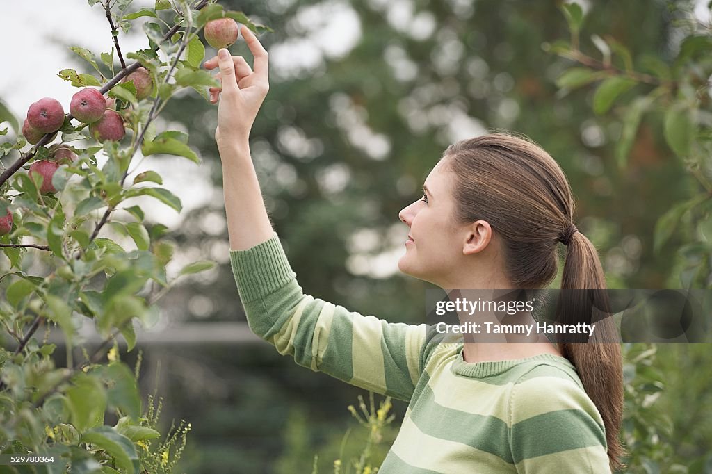 Woman picking apples