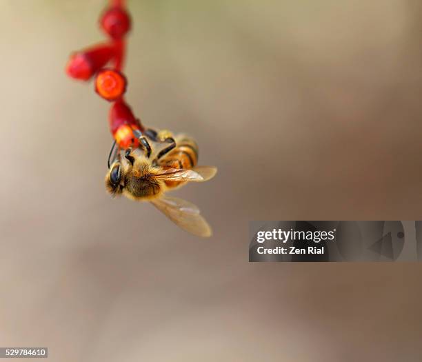 Firebee Insect 733 Fire Bee Stock Photos, High-Res Pictures, and Images - Getty Images