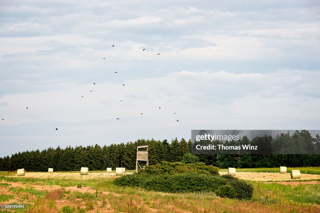 Hunting blind, Hay Bales and Birds