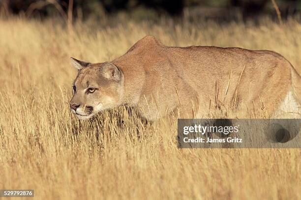 mountain lion stalking, colorado, united states of america, north america - poema stockfoto's en -beelden