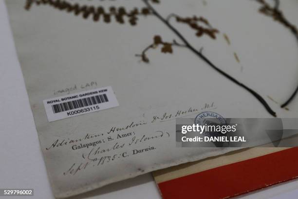 Sample of Adiantum henslovianum collected by British naturalist Charles Darwin from the Galapagos in 1835 at the Herbarium at Kew Gardens in...