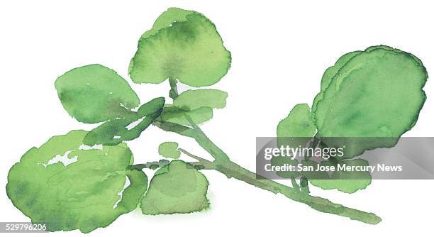 Dpi Dave Johnson illustration of watercress.