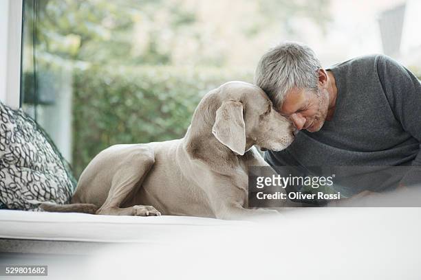 mature man close to dog - weimaraner stock-fotos und bilder
