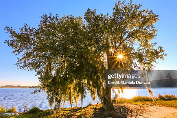 shining through - live oak tree stock pictures, royalty-free photos & images