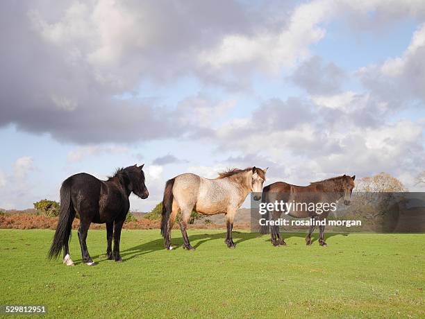wild horses standing new forest national park - new forest stock pictures, royalty-free photos & images