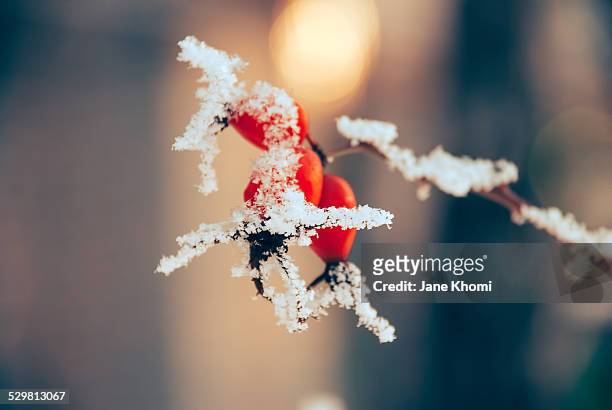dog rose under first snow - rosa eglanteria stock pictures, royalty-free photos & images