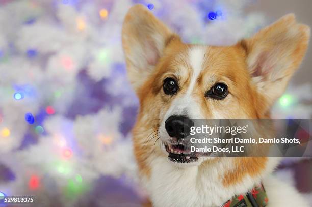 corgi in front of white tree - damlo does stock pictures, royalty-free photos & images
