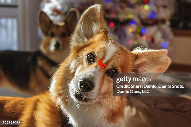 corgi with an "as is" price tag - damlo does bildbanksfoton och bilder