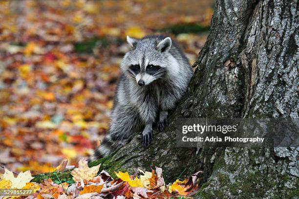 raccoon sitting on tree trunk, autumn - gaspe peninsula stock pictures, royalty-free photos & images